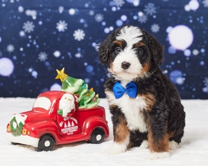 Leon Mini Bernadoodle